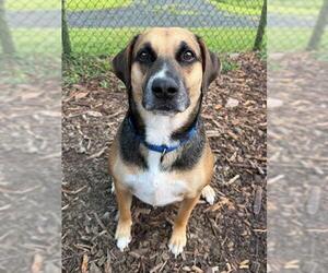 SULLY - Male German Shepherd Dog-Unknown Mix Dog for Adoption - Photo #3