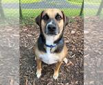 Small #2 German Shepherd Dog Mix