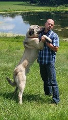Father of the Anatolian Shepherd puppies born on 04/20/2017
