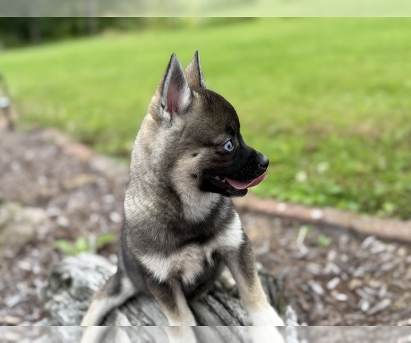 Medium Photo #21 Alaskan Klee Kai-Pomsky Mix Puppy For Sale in ATHENS, WI, USA