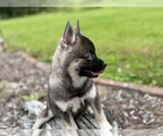 Small #20 Alaskan Klee Kai-Pomsky Mix