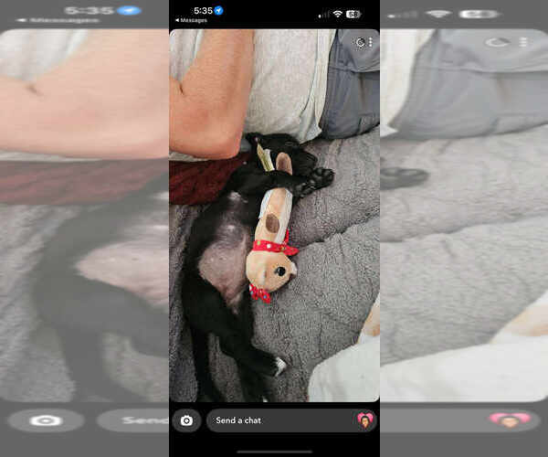 Medium Photo #3 Labrador Retriever-Unknown Mix Puppy For Sale in New York, NY, USA