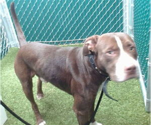 Mutt Dogs for adoption in Downey, CA, USA