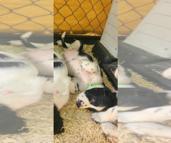 Medium Photo #12 English Springer Spaniel Puppy For Sale in PENDLETON, OR, USA