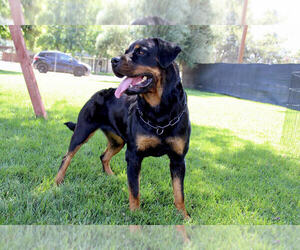 Mother of the Rottweiler puppies born on 05/30/2023
