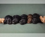 Small Photo #1 Labrador Retriever Puppy For Sale in SPRING HILL, TN, USA