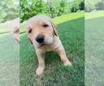 Puppy River Golden Retriever