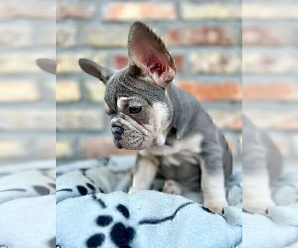 Medium Photo #19 French Bulldog Puppy For Sale in ERIAL, NJ, USA