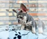 Small #18 French Bulldog