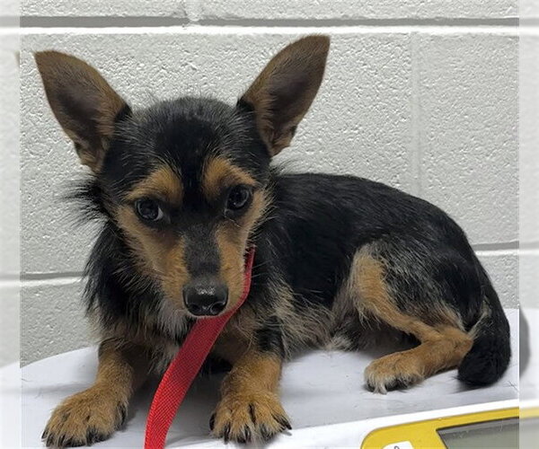 Medium Photo #1 Chihuahua Puppy For Sale in Forestville, MD, USA