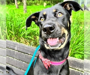 Doberman Pinscher-Unknown Mix Dogs for adoption in Anchorage, AK, USA