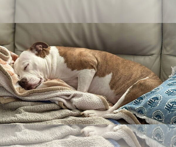 Medium Photo #10 Mutt Puppy For Sale in Mount Laurel, NJ, USA