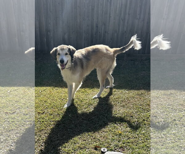 Medium Photo #5 Great Pyrenees Puppy For Sale in Fort Worth, TX, USA