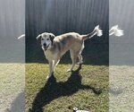 Small #4 Great Pyrenees