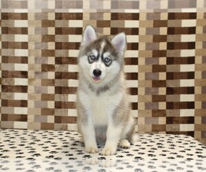 Pomsky Puppy for sale in DENVER, PA, USA