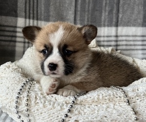 Pembroke Welsh Corgi Puppy for sale in THORP, WI, USA