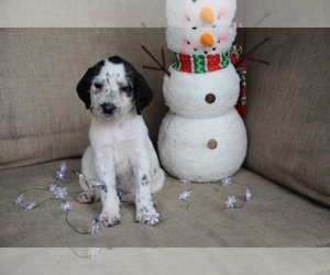 Dalmadoodle Puppy for sale in KINGSPORT, TN, USA