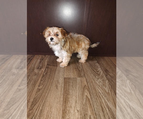 Medium Photo #6 Maltese Puppy For Sale in LAPEER, MI, USA
