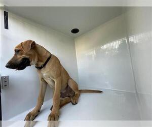 Labrador Retriever-Unknown Mix Dogs for adoption in Houston, TX, USA