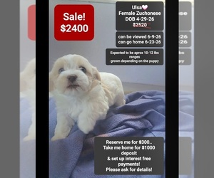 Havanese-Zuchon Mix Puppy for Sale in TUCSON, Arizona USA