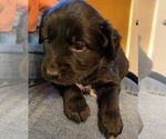 Small Photo #6 Australian Retriever Puppy For Sale in GOLDEN VALLEY, AZ, USA