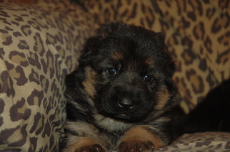 German Shepherd Dog Puppy for sale in TOWNSEND, MA, USA