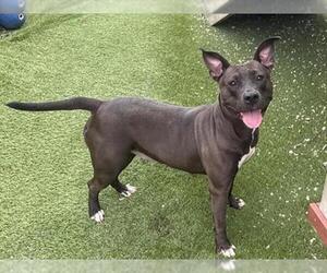 American Bulldog Dogs for adoption in Toronto, Ontario, Canada