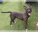 Small American Bulldog