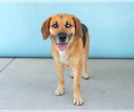 Small #1 Beagle Mix