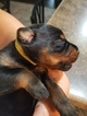 Small Photo #7 Doberman Pinscher Puppy For Sale in HIGH SPRINGS, FL, USA
