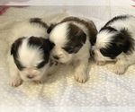 Small Photo #9 Shih Tzu Puppy For Sale in ARDEN, NC, USA