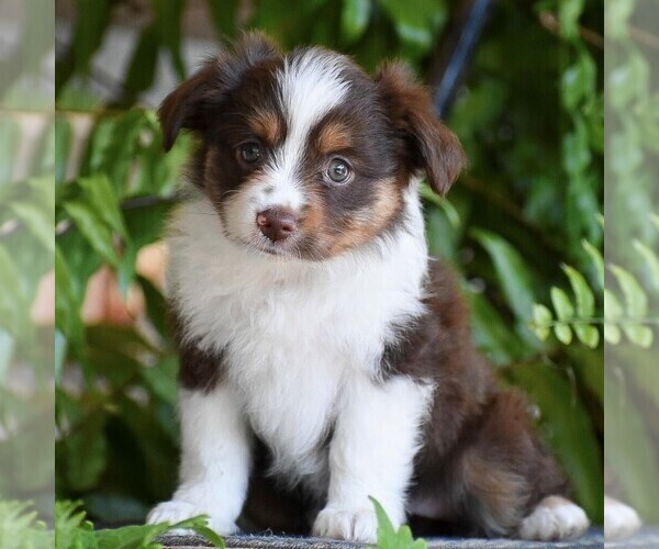 Medium Photo #1 Miniature Australian Shepherd Puppy For Sale in HONEY BROOK, PA, USA