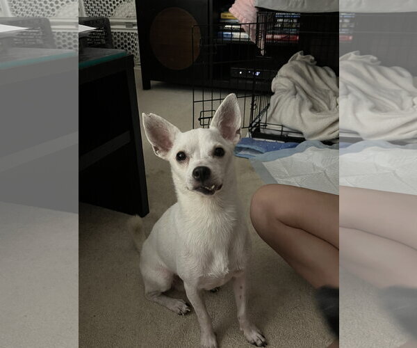 Medium Photo #5 Chihuahua-Unknown Mix Puppy For Sale in Virginia Beach, VA, USA