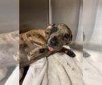 Small #2 Black Mouth Cur-Labrador Retriever Mix