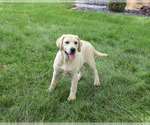 Small #4 Labrador Retriever