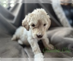 Small Photo #12 Goldendoodle Puppy For Sale in VANCOUVER, WA, USA