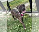 Small #1 American Pit Bull Terrier Mix