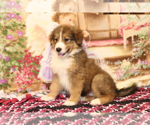 Bernese Mountain Dog-Collie Mix Puppy for sale in SHILOH, OH, USA