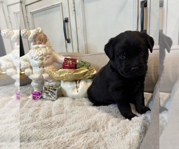 Medium Photo #1 Labrador Retriever Puppy For Sale in HIGH POINT, NC, USA