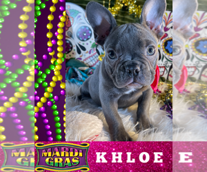 French Bulldog Puppy for sale in HEATHROW, FL, USA
