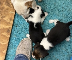 Beagle Puppy for sale in TEMPLE, TX, USA