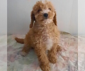 Cavapoo-Poodle (Miniature) Mix Puppy for sale in FORT PLAIN, NY, USA
