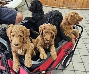 Goldendoodle Puppy for Sale in DELTONA, Florida USA