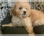 Small Photo #8 Poodle (Miniature) Puppy For Sale in HIGH POINT, NC, USA