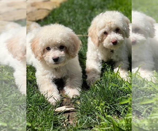 Medium Photo #1 Poodle (Miniature) Puppy For Sale in MONTECITO, CA, USA