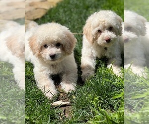 Poodle (Miniature) Puppy for Sale in MONTECITO, California USA