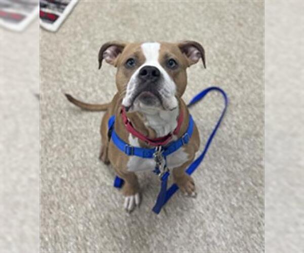 Medium Photo #1 American Pit Bull Terrier Puppy For Sale in Boston, MA, USA