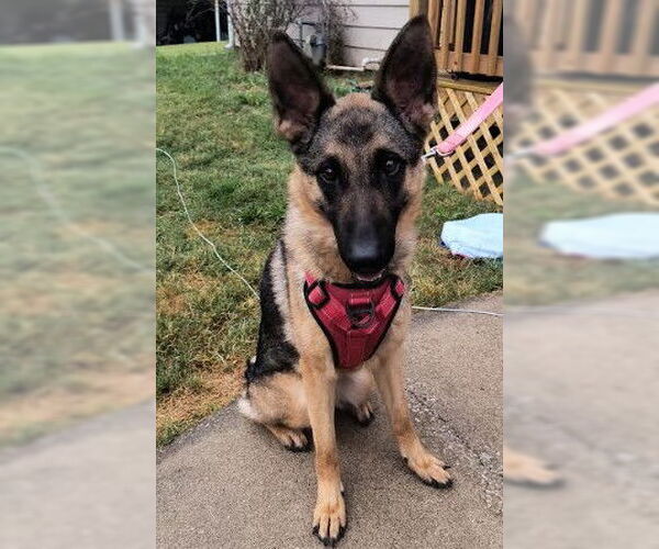 Medium Photo #2 German Shepherd Dog Puppy For Sale in Kansas City, MO, USA