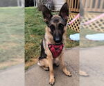 Small #1 German Shepherd Dog