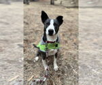 Small Border Collie Mix